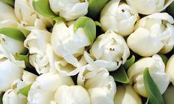 tulipes-blanche2