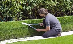 box-hedge-topiary-869073_1920