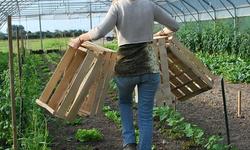 vegetables-742105_640