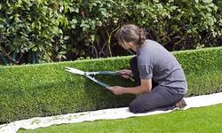 box-hedge-topiary-869073_640