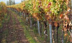 vines-2845892_640
