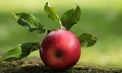 apple-2924531_640