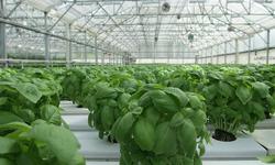 basil-2053350_640