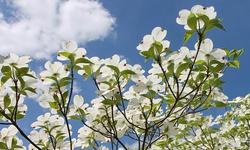 dogwood-3355863_640