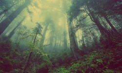 forest-931706_960_720
