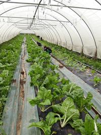 Desherbage des blettes sous tunnel au potager de S