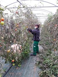 Potager de Sonnaz effeuillage de tomates secondes