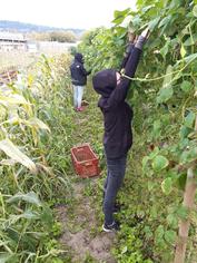 Ramassage des haricots verts rames .