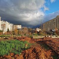 Paillage des potagers