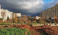 Paillage des potagers