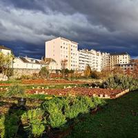 Paillage des potagers 1