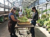 Atelier verveine au Bocage