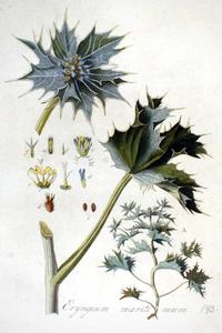 Eryngium-maritimum-Planche-botanique