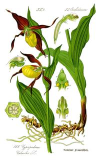 Illustration_Cypripedium_calceolus0_clean