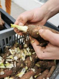 Les endives du Bocage