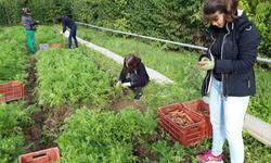 Ramassage des carottes plein terre au Gaec petite