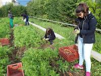 Ramassage des carottes plein terre au Gaec petite