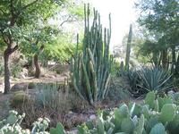 Cactus San Pedro