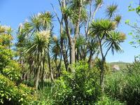 jardin-botanique-de-vauville