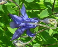 ancolie 1