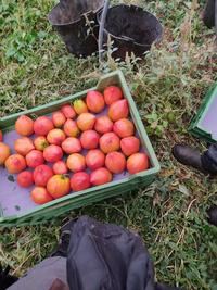 Recolte des dernieres tomates au Potager de Sonnaz