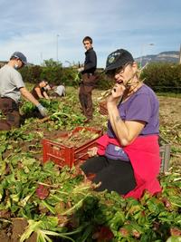 Recolte de chicon et endive chez Vuillermet (6)