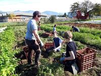 Ramassage des carottes au GAEC Petite Nature avec