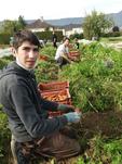 Recolte de patates douces et carottes au GAEC Peti