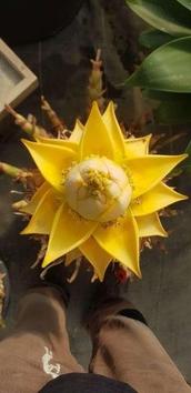 Buton 9