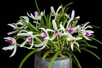 Camille_Orchids-2021-04-14-030