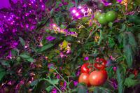 PlantLab tomatoes
