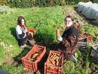 Ramassage de carotte Petite Nature