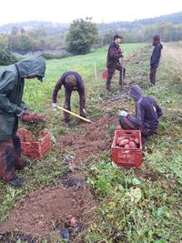 Patate douce chez Evrard