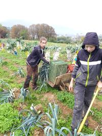 Poireaux chez Evrard