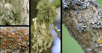 Lichen 1