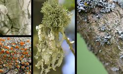 Lichen 1