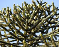 sapin-des-andes-araucaria-du-chili-titre-istock-50