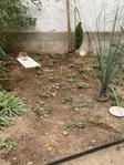 Chantier lierre