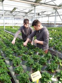 Nicolas et Matteo a l'eboutonnage. Italie-min