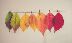 couleurs-automne-feuilles-leaves-color-fall-reduc-
