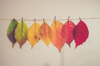 couleurs-automne-feuilles-leaves-color-fall-reduc-