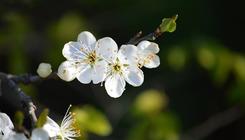 Formation sur la taille des arbres fruitiers