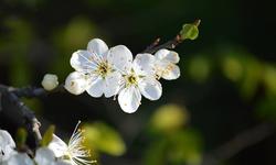 plum-blossoms-7942343_640