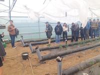 Tomates Thermitube