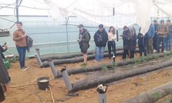 Tomates Thermitube