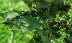 IMG_20240710_145910